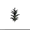 Unique Spiky Plant With Green And White Gradient Leaves On Black Background