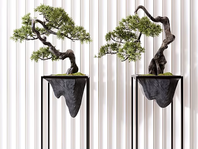 Lush Bonsai Trees with Curved Trunks in Black Sculpted Pots on Metal Stands 3d model