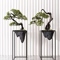 Lush Bonsai Trees with Curved Trunks in Black Sculpted Pots on Metal Stands