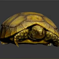 Close Up Of Yellow Orange Turtle With Detailed Shell Texture On Dark Background