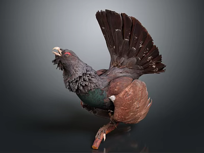 Grouse Perched on Branch with Spread Tail Dark Brown Black Feathers and Green Neck Plumage 3d model