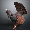 Grouse Perched on Branch with Spread Tail Dark Brown Black Feathers and Green Neck Plumage