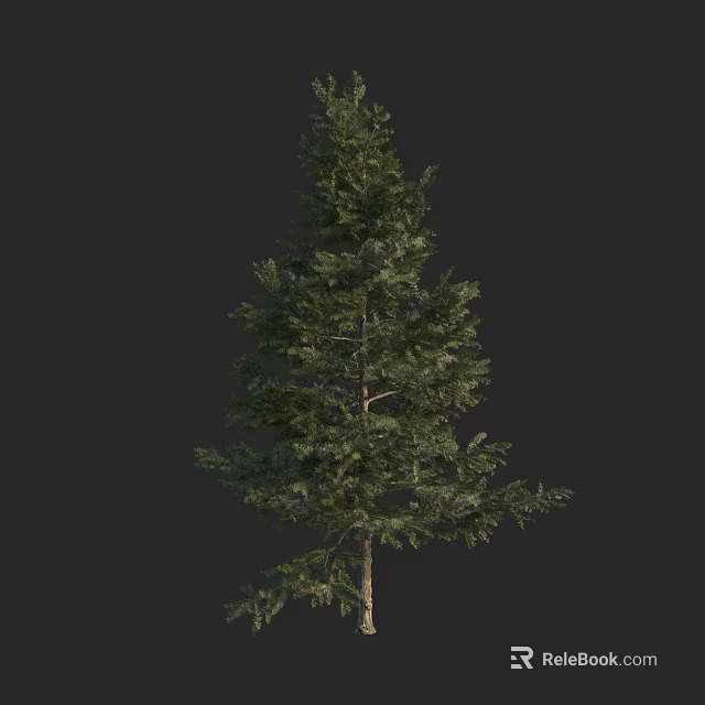 Tall Evergreen Tree With Lush Green Foliage Isolated On Dark Background 3d model 