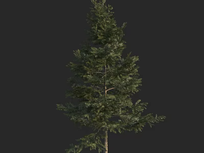 Tall Evergreen Tree With Lush Green Foliage Isolated On Dark Background 3d model