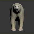 Realistic Polar Bear Standing Posture With Thick White Fur And Detailed Features