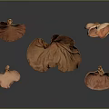 Orange Textured Ear Shaped Fungi Display On Dark Background With Reflections