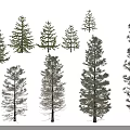 Various Coniferous Arbor Trees With Different Shapes And Sizes Isolated On Black