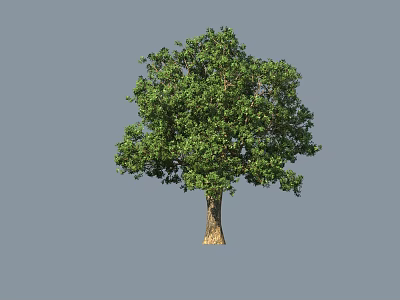 Tall Arbor with Lush Green Leaves and Brown Trunk Against Gray Background 3d model