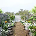 Natural Garden Landscape Design With Stone Path Lush Green Plants And Rocks