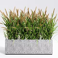 Ornamental Potted Green Grass Plant In Concrete Planter With Leafy Foliage And Spikelets