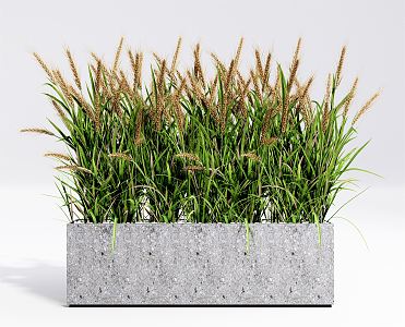 Modern potted plant potted wheat plant grass 3d model