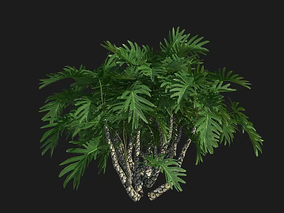 Lush Green Shrub With Dense Foliage And Wooden Stems Against Black Background 3d model