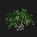 Lush Green Shrub With Dense Foliage And Wooden Stems Against Black Background