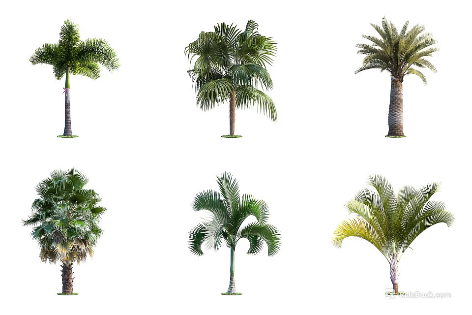 Different Types of Palm Trees with Various Leaf Shapes and Trunk Structures 3d model 
