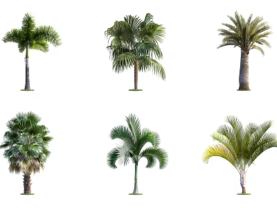 Different Types of Palm Trees with Various Leaf Shapes and Trunk Structures 3d model