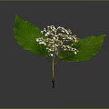 Vibrant Plant Featuring Large Green Leaves White Small Flowers And Unopened Buds On Gray Background