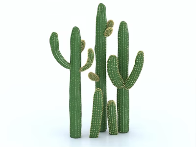 Succulent Cactus Plants With Various Heights Green Stems And Spiky Texture 3d model