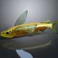 Yellow Fish With Green Wing Like Fins And Reflection On Gray Background