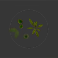 Four Green Plants Fern Yellow Edged Leaves Small Palm Like And Leafy On Dark Background