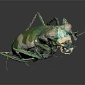 Green and White Tiger Beetle With Metallic Sheen And Long Legs On Dark Background