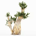 Multiple Arbor Trees With Unique Trunk Texture And Lush Green Foliage