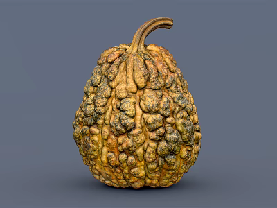 Fresh Pumpkin With Unique Bumpy Texture And Yellow Brown Color On Blue Background 3d model