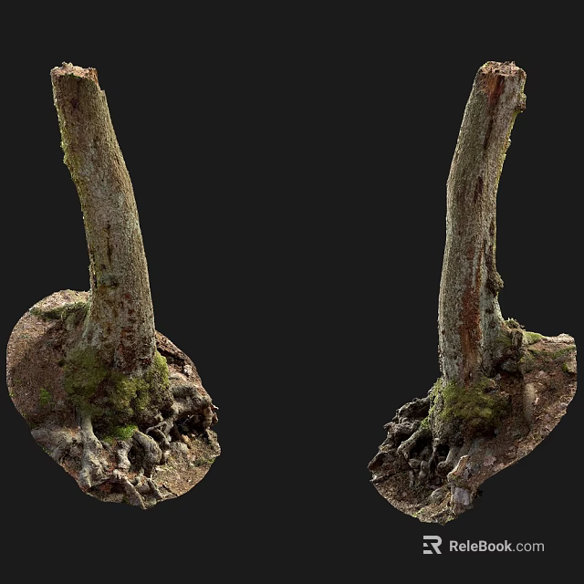 Sturdy Tree Trunk With Exposed Roots Covered In Green Moss And Natural Soil 3d model 