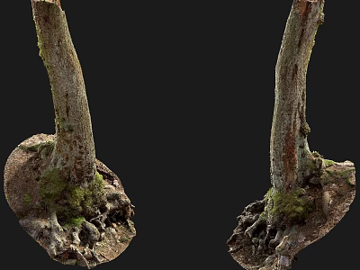 Sturdy Tree Trunk With Exposed Roots Covered In Green Moss And Natural Soil 3d model