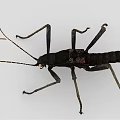 Black Reptile With Long Antennae Slender Legs And Segmented Body With Red Spots