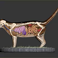 Detailed Cat Anatomy Model Showing Skeleton Internal Organs on Green Grass Base