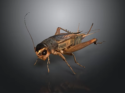 Detailed 3D Rendering of a Cricket with Antennae Legs and Exoskeleton Features 3d model