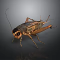 Detailed 3D Rendering of a Cricket with Antennae Legs and Exoskeleton Features