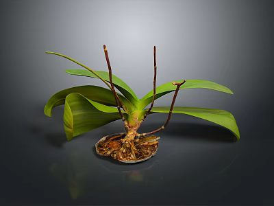 Orchid Plant Organs With Green Leaves Brown Stems And Hairy Roots On Dark Background 3d model
