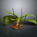 Orchid Plant Organs With Green Leaves Brown Stems And Hairy Roots On Dark Background