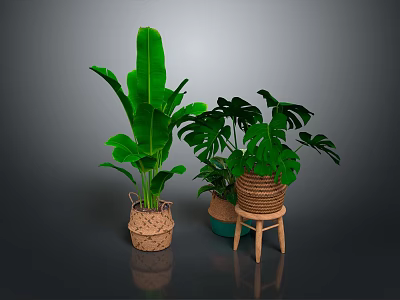 Lush Green Banana Leaf and Monstera Plants in Woven Planters on Wooden Stool 3d model