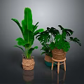 Lush Green Banana Leaf and Monstera Plants in Woven Planters on Wooden Stool