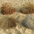 Desert Sand Surface With Four Different Dried Bushes In Brown Yellow And Gray