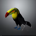 Toucan Isolated On Gray Background With Red Green Yellow Beak Blue Feet And Black Body
