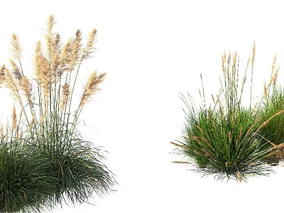 Different Types of Ornamental Grasses for Landscape Garden with Feathery Plumes and Clumping Foliage 3d model