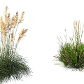 Different Types of Ornamental Grasses for Landscape Garden with Feathery Plumes and Clumping Foliage