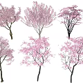 Pink Flowering Arbor Trees In Full Bloom Against Blue Sky Background