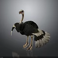 Realistic Ostrich With Long Neck Black Feathers White Wings And Tail In Standing Posture