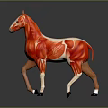 Detailed Horse Muscle Anatomy Model With Red Muscles And White Brown Body On Gray Background