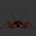 Red Brown Cockroach With Long Antennae And Legs On Gray Background