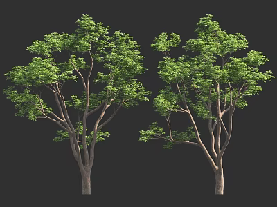 Two Detailed Green Trees With Lush Foliage Against Black Background 3d model