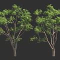 Two Detailed Green Trees With Lush Foliage Against Black Background