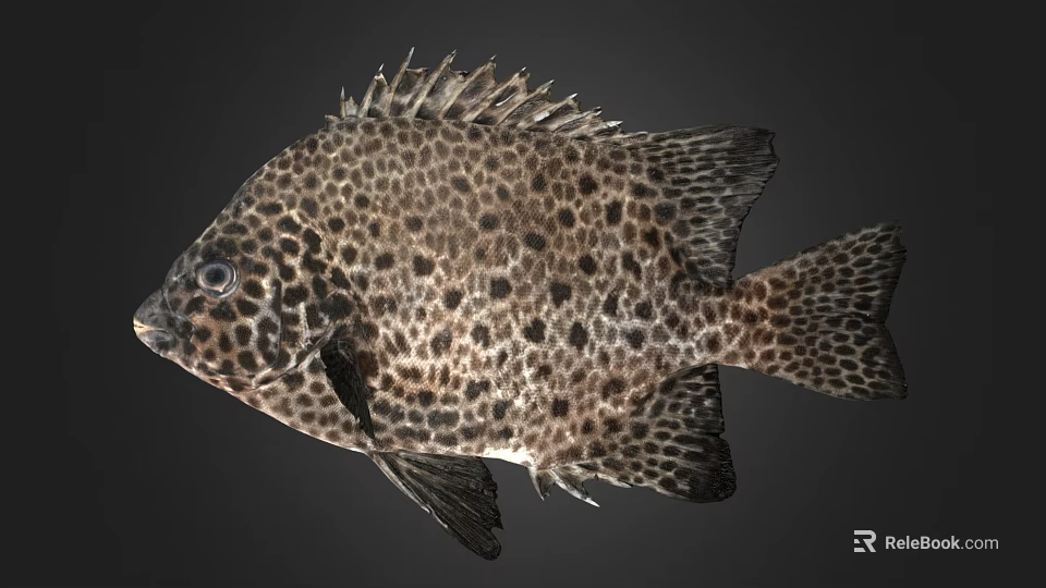 Spotted Marine Fish With Unique Black And White Body Pattern Appearance 3d model 