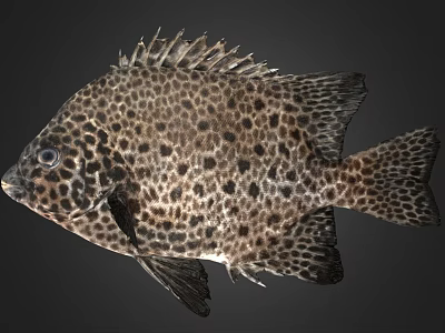 Spotted Marine Fish With Unique Black And White Body Pattern Appearance 3d model