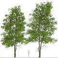 Modern Landscape Trees Poplar Maple Pine Trees Big Trees Tropical Trees 3d model