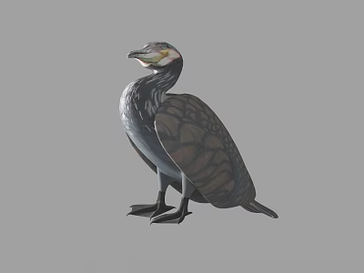 Modern bird cormorants 3d model